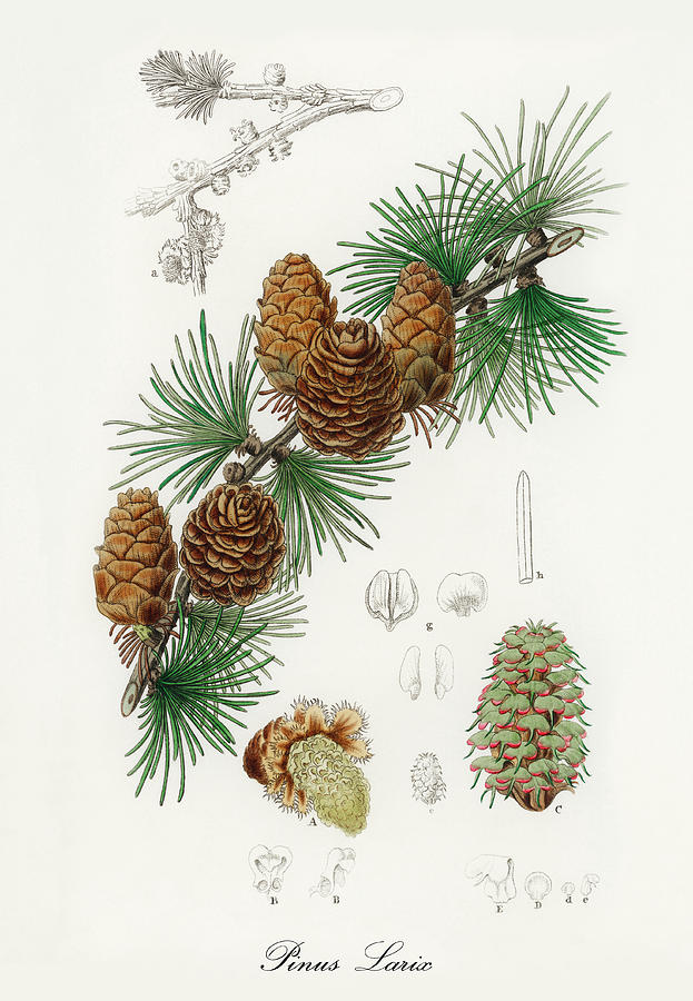 Nature Digital Art - Pinus Larix - Larch -  Medical Botany - Vintage Botanical Illustration - Medicinal Plants and Herbs by Studio Grafiikka