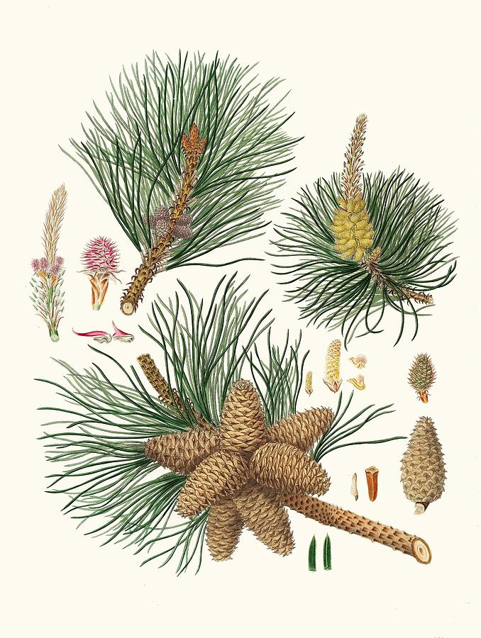 Pinus rigida Threeleaved Virginian pine Painting by Aylmer Bourke ...