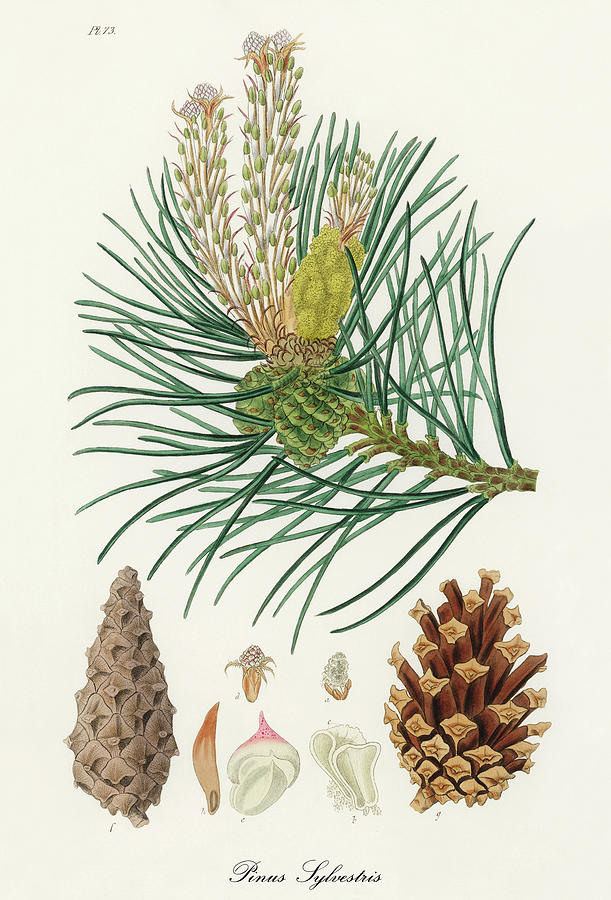 Nature Digital Art -  Pinus Sylvestris - Scots Pine -  Medical Botany - Vintage Botanical Illustration  by Studio Grafiikka
