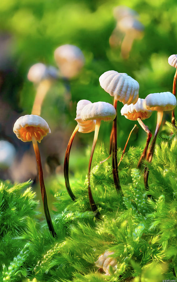 Pinwheel Mushroom 02 Photograph by Weston Westmoreland
