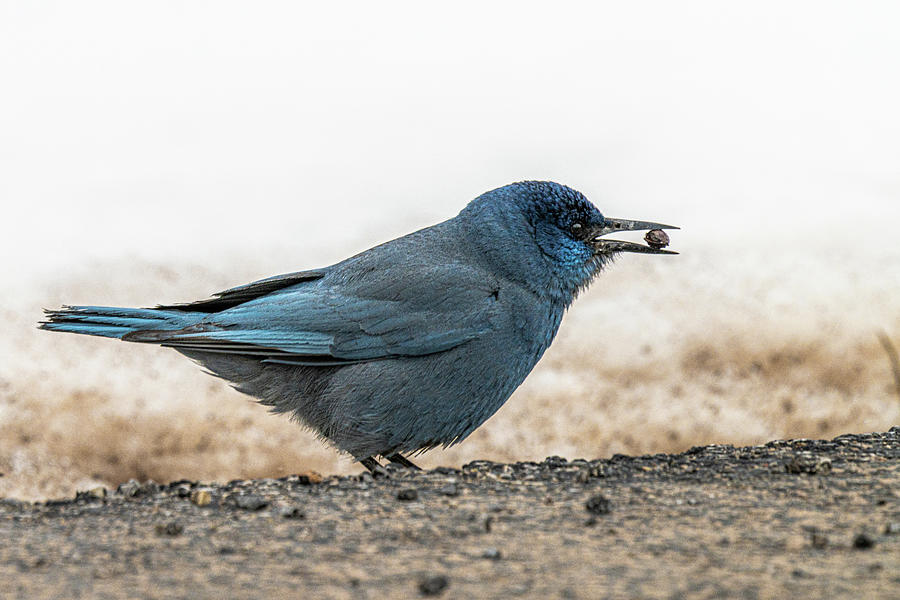 Pinyon Jay With Seed Photograph By Hector Knudsen - Pixels