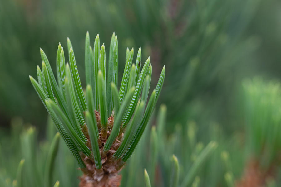 Pinyon Pine Needles Photograph by Bonny Puckett