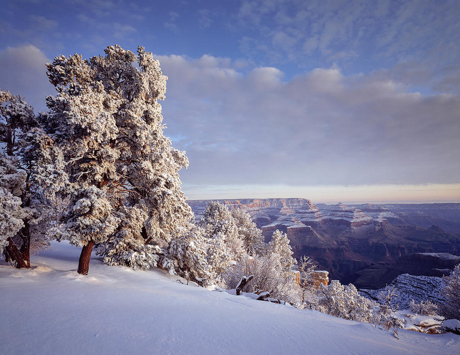 Pinyon pine trees covered in snow in winter, South Rim, Grand Canyon National Park, Arizona, USA Photograph by Panoramic Images
