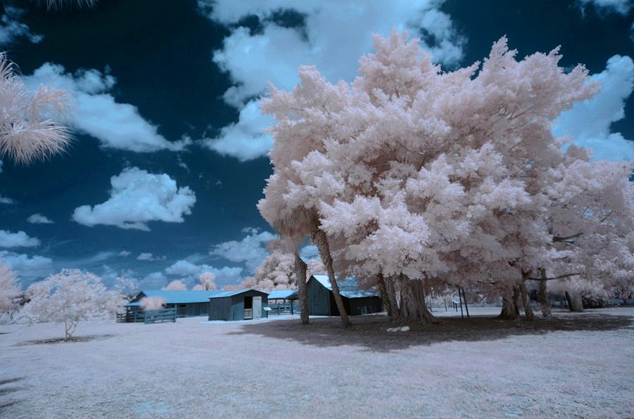 Pioneer Ranch Infrared  Photograph by Don Columbus