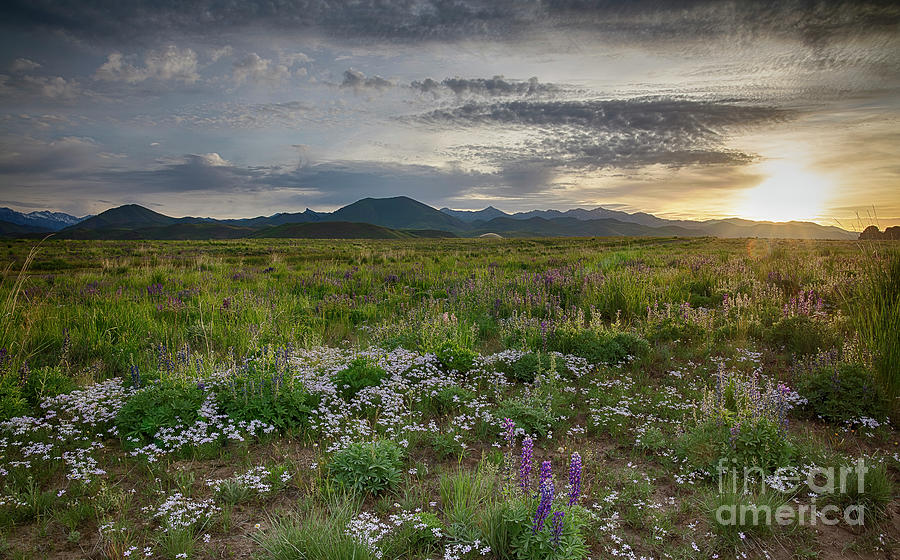 Pioneer Wildflowers Photograph by Idaho Scenic Images Linda Lantzy
