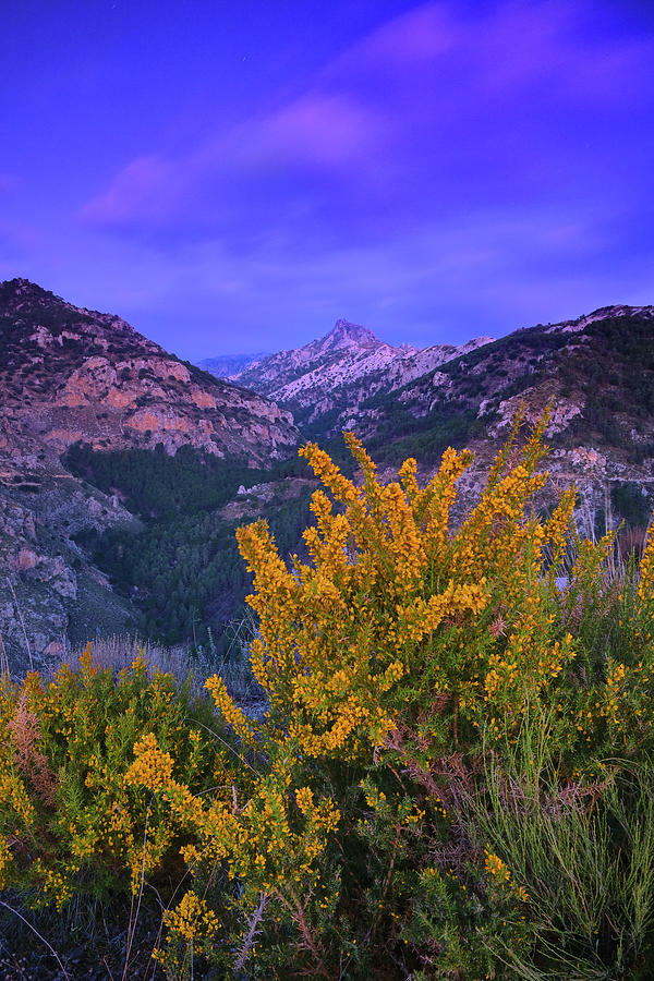 Piornos flowers at sunset. Trevenque. Sierra Nevada Photograph by Guido ...