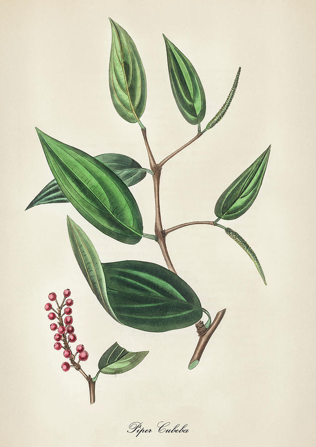Nature Digital Art - Piper Cubeba - Tailed Pepper - Vintage Botanical Illustration - Medicinal Plants and Herbs by Studio Grafiikka