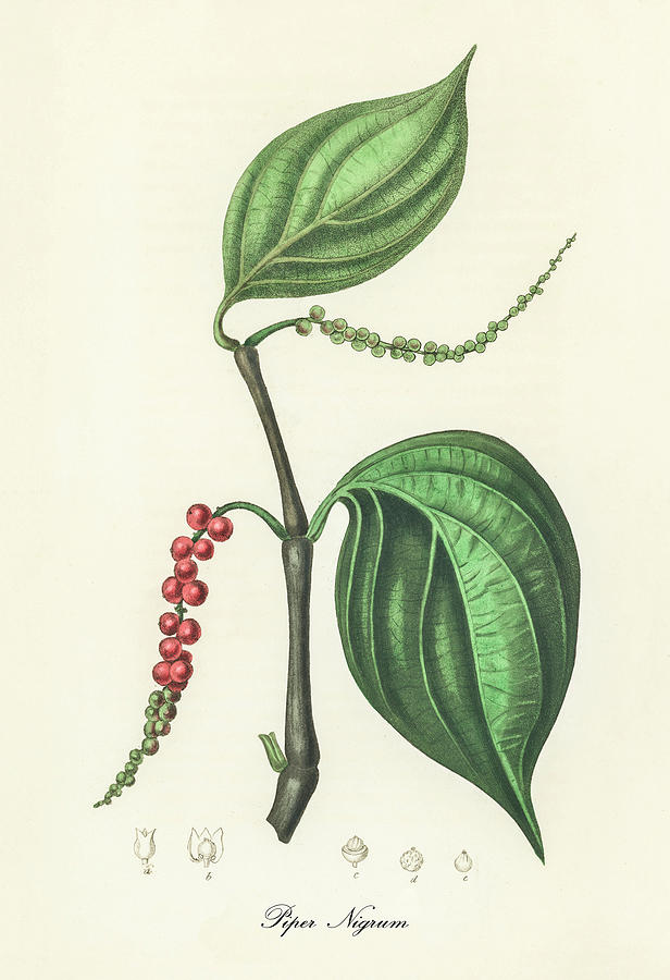 Piper Nigrum - Black Pepper Botany - Vintage Botanical - and Herbs Digital Art by Studio Grafiikka - Pixels