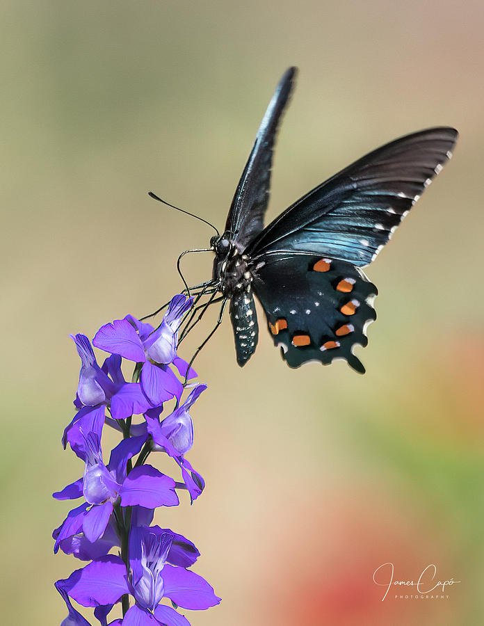 Pipevine Swallowtail #2 Photograph by James Capo