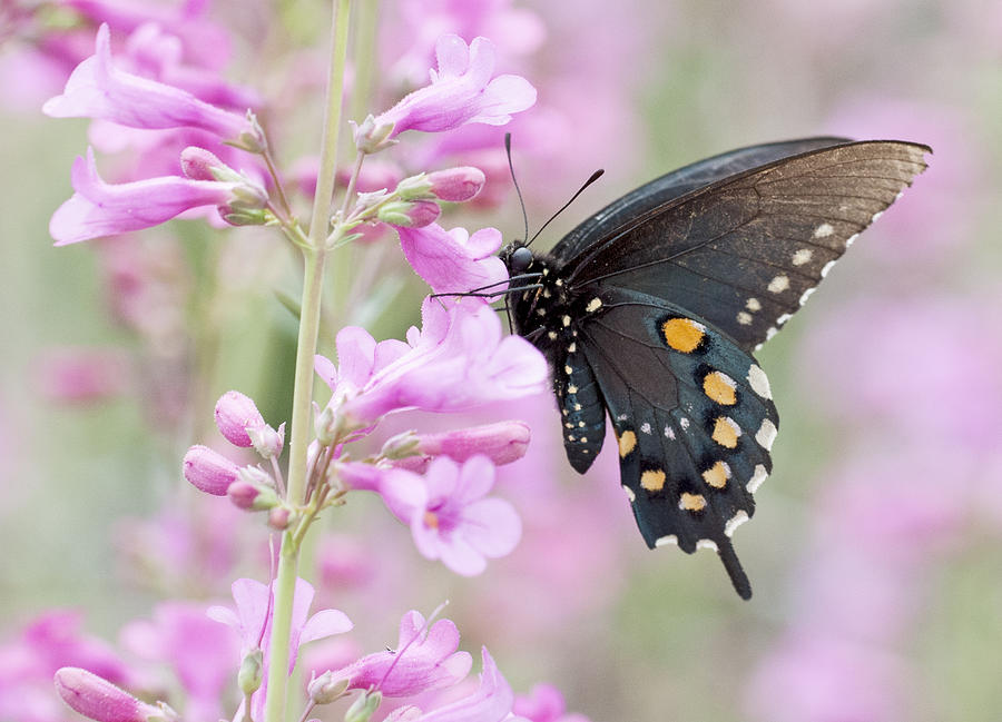 Pipevine Swallowtail Butterfly (Battus philenor) on Barry Penstemon Photograph by Ed Reschke
