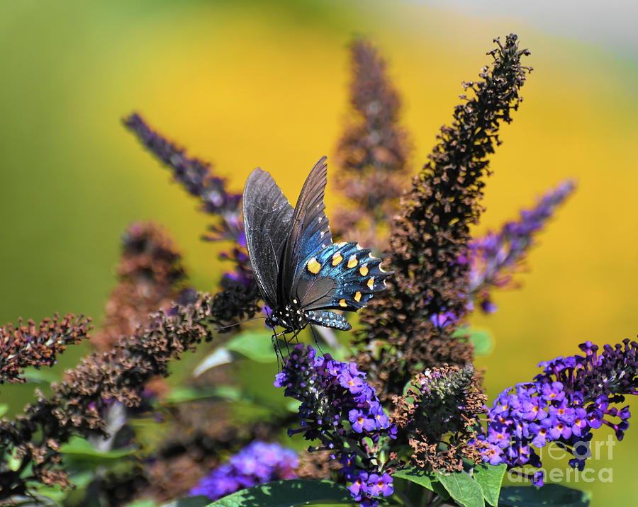 Pipevine Swallowtail Butterfly on Butterfly Bush Photograph by Kerri Farley