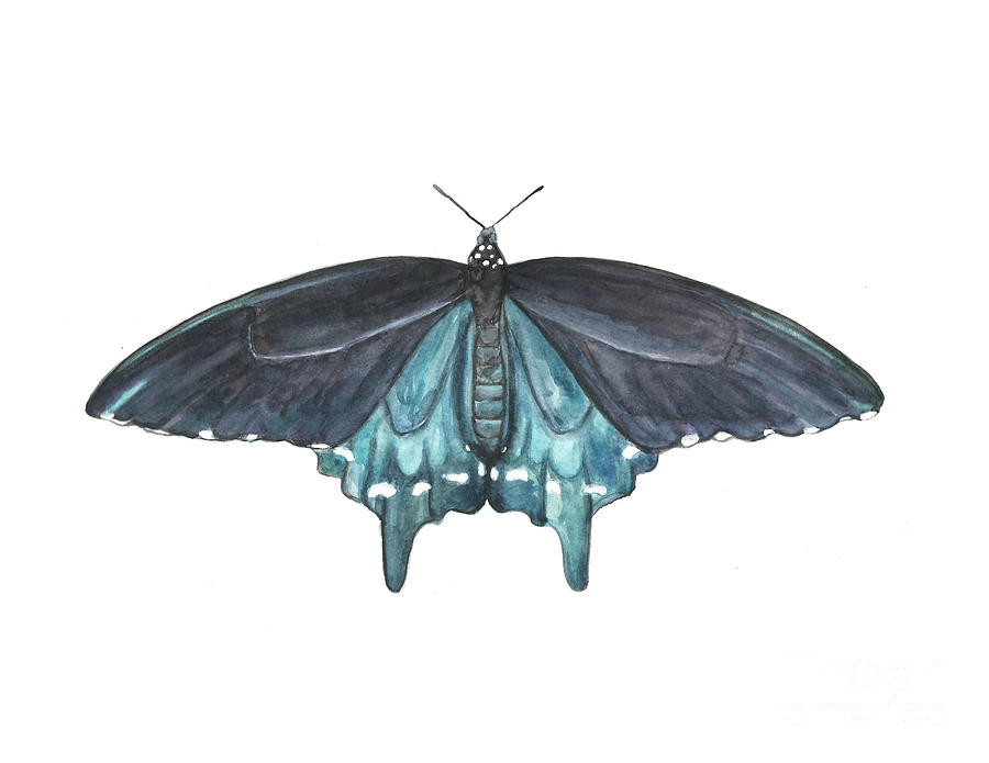 Pipevine Swallowtail Butterfly Painting by Pamela Schwartz
