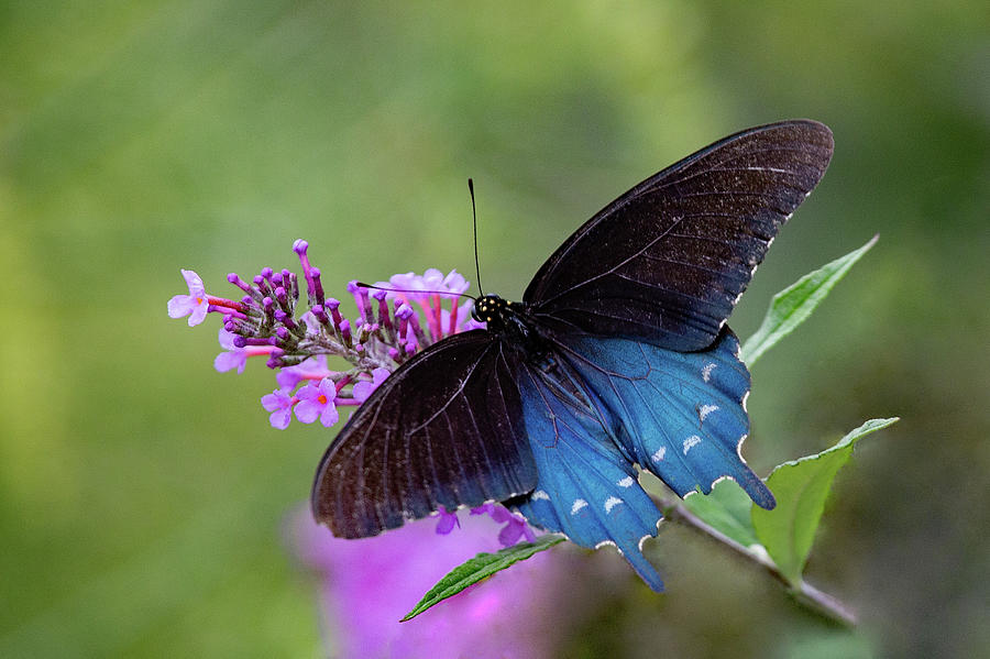 Pipevine Swallowtail Photograph by Gina Fitzhugh