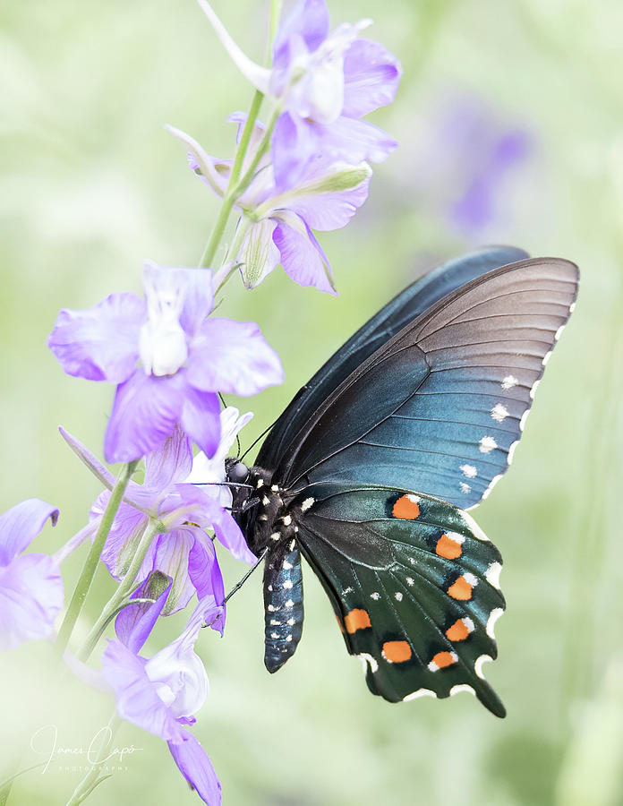 Pipevine Swallowtail Photograph by James Capo