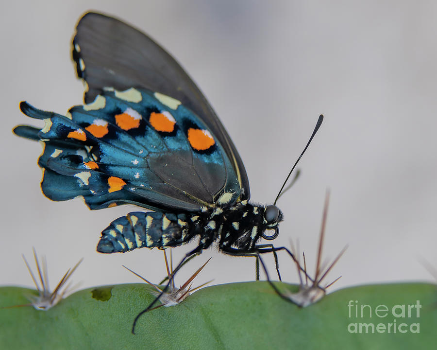 Pipevine Swallowtail on Cactus Photograph by Michael Tidwell