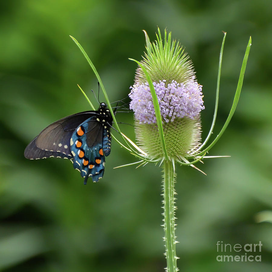 Pipevine Swallowtail on Teasel  Photograph by Kerri Farley