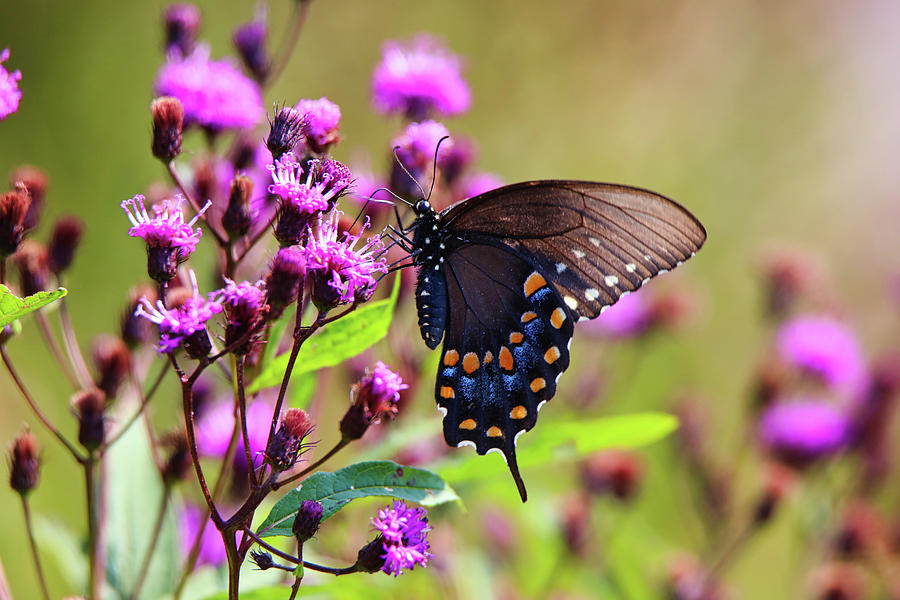 Pipevine Swallowtail  Photograph by Scott Burd