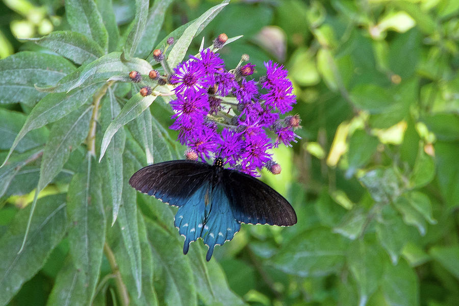 Pipevine Swallowtail Photograph by Steve Stuller