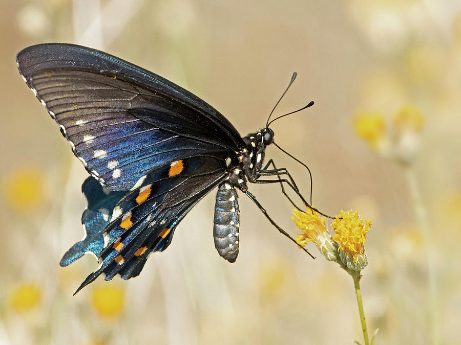 Pipevine Swallowtail Photograph by Sue Cullumber