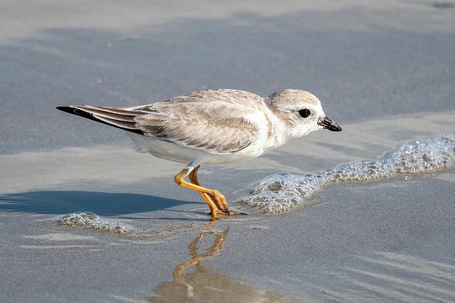 Piping Plover at the Shore Photograph by Bradford Martin