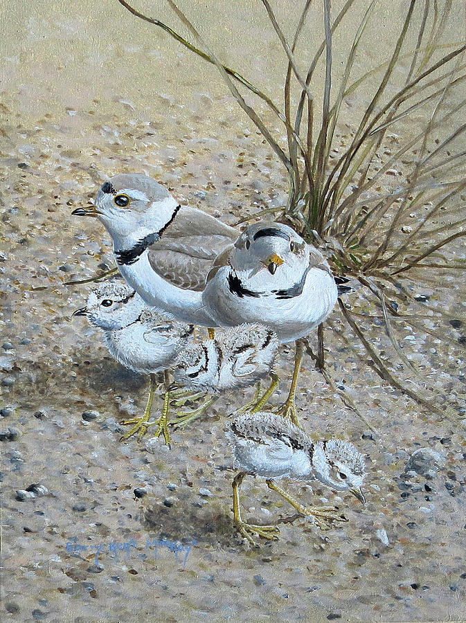 Piping Plover Painting by Barry Kent MacKay