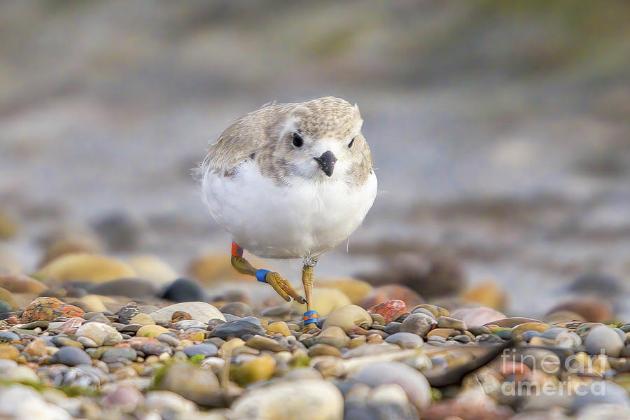 Piping Plover Chick Blue Dot Photograph by Charline Xia