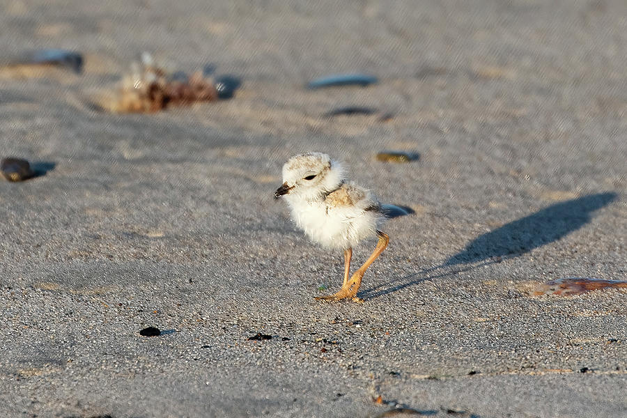 Piping Plover Chick Photograph by Denise Kopko