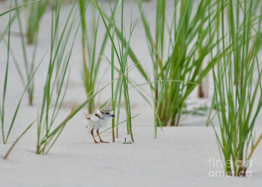 Piping Plover Chick In Dune Grass Photograph by Mary McAvoy