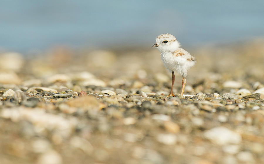 Piping Plover Chick Photograph by Ray Whitt - Fine Art America