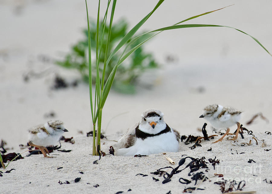 Piping Plover Chicks Home Base Photograph by Mary McAvoy