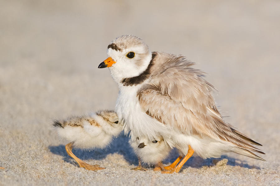 Piping Plover Photograph by KenCanning