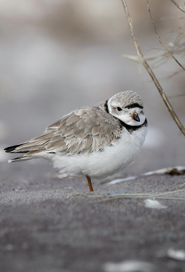 Piping Plover Photograph by Kieran Summers - Fine Art America