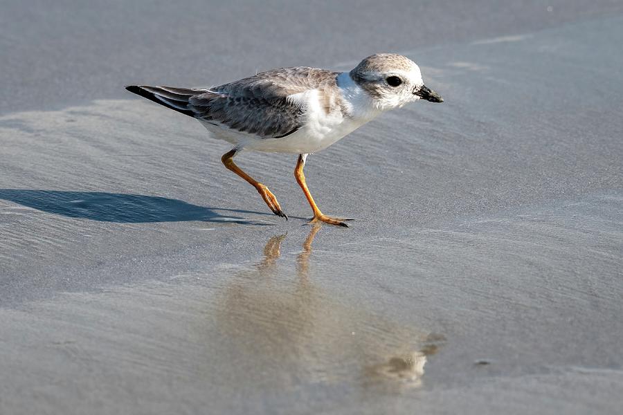 Piping Plover on Wet Sand Photograph by Bradford Martin
