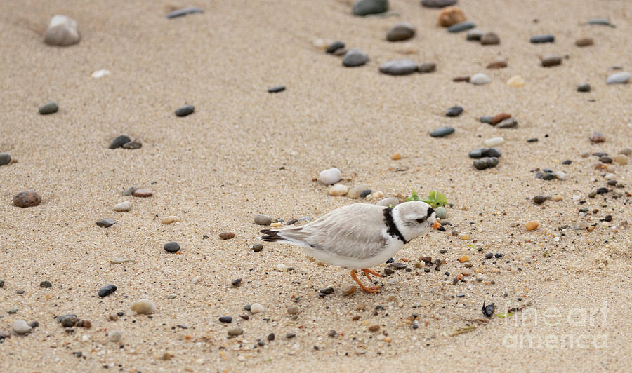 Piping Plover Series 1 Photograph by Jeannette Hunt
