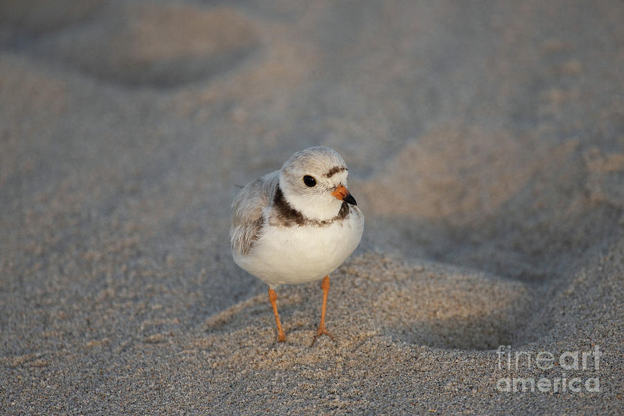 Piping Plover Series 10 Photograph by Jeannette Hunt