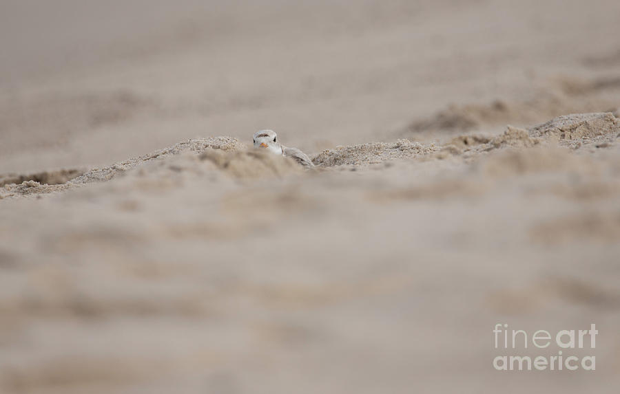 Piping Plover Series 11 Photograph by Jeannette Hunt