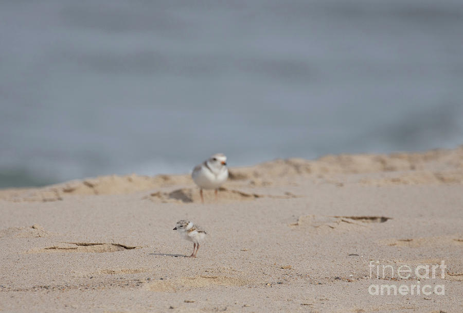 Piping Plover Series 12 Photograph by Jeannette Hunt