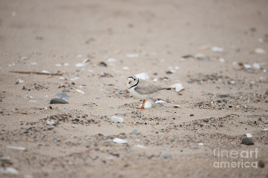 Piping Plover Series 2 Photograph by Jeannette Hunt