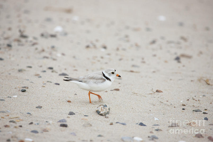 Piping Plover Series 3 Photograph by Jeannette Hunt