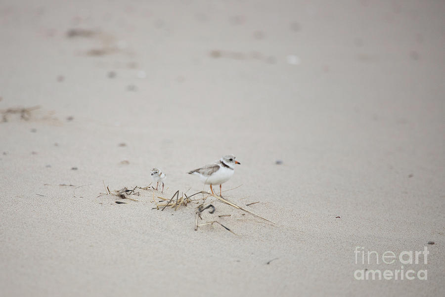 Piping Plover Series 4 Photograph by Jeannette Hunt