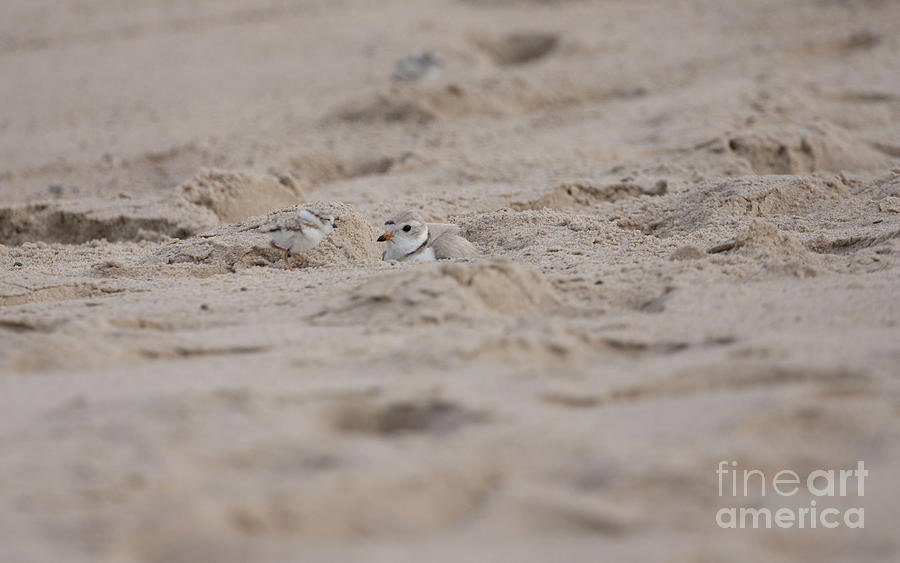 Piping Plover Series 5 Photograph by Jeannette Hunt