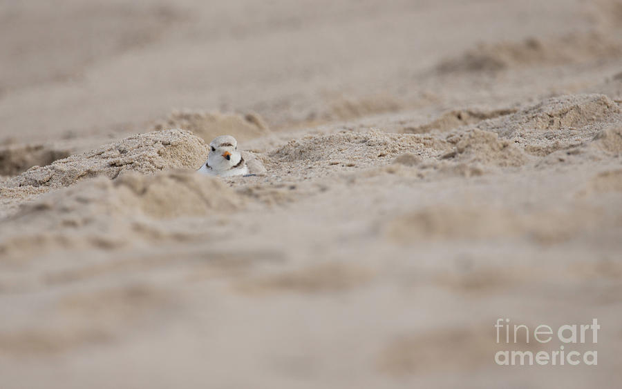 Piping Plover Series 6 Photograph by Jeannette Hunt