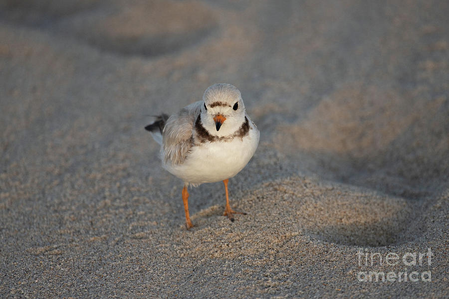 Piping Plover Series 7 Photograph by Jeannette Hunt