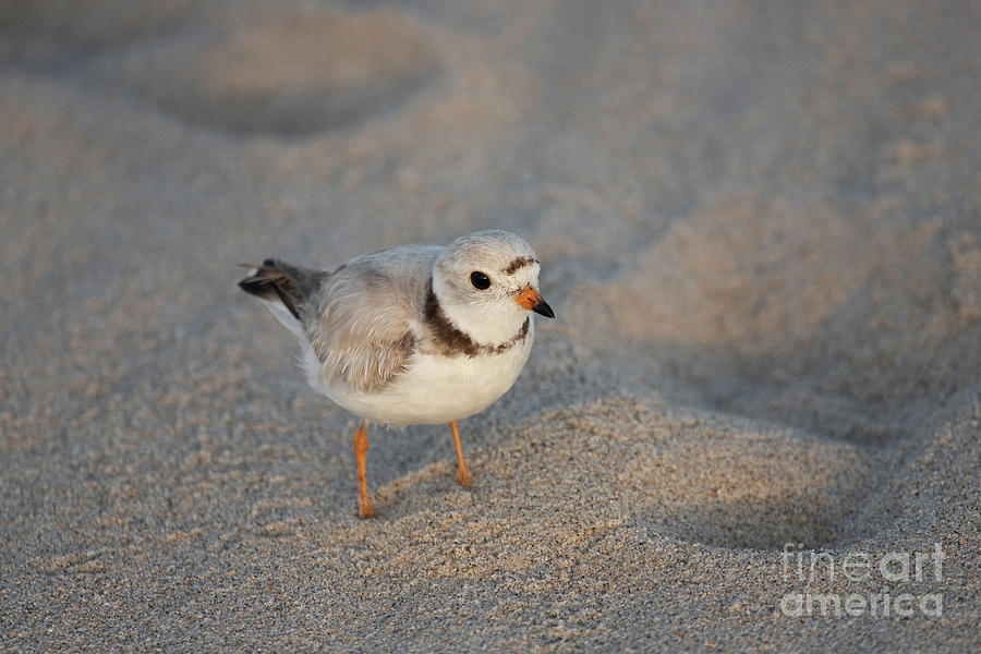Piping Plover Series 8 Photograph by Jeannette Hunt