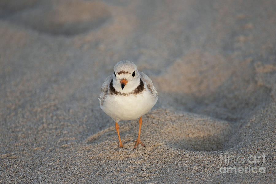 Piping Plover Series 9 Photograph by Jeannette Hunt