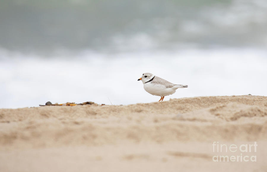 Piping Plover Series Photograph by Jeannette Hunt