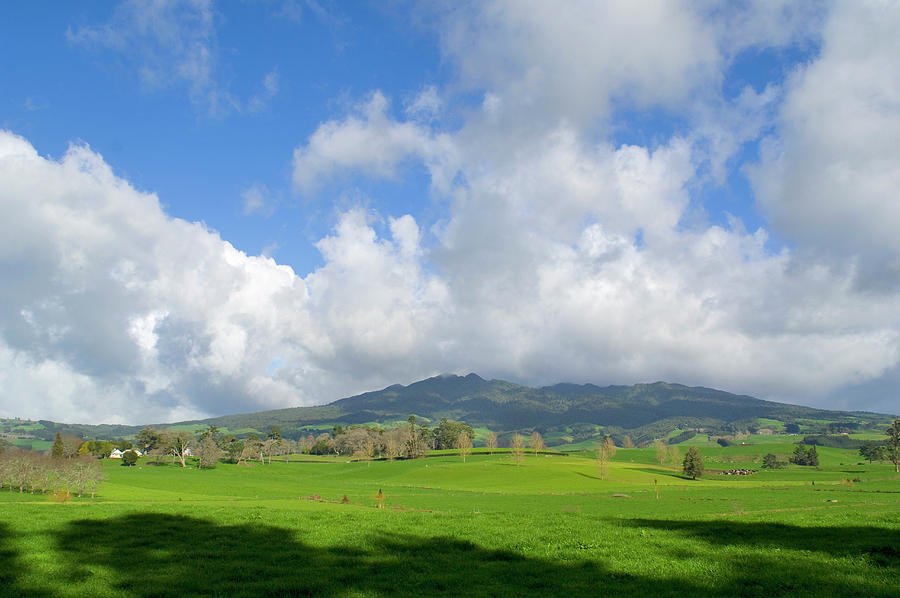 Pirongia Mountain rising above green pasture Photograph by David L Moore