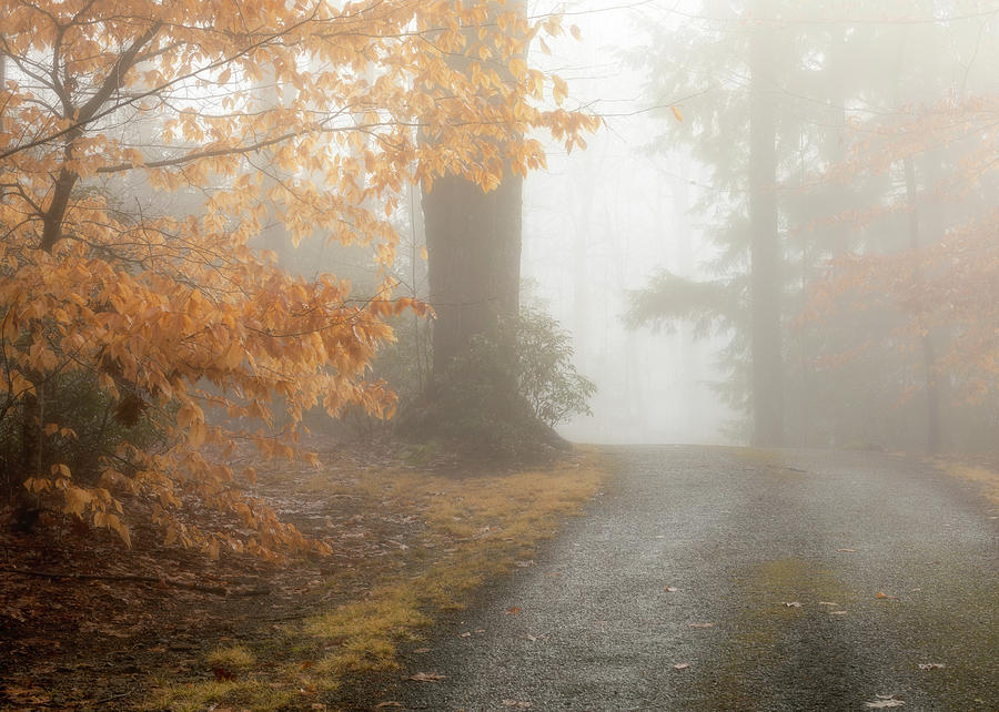 Pisgah Forest Mountain Road and Fog Photograph by Donnie Whitaker
