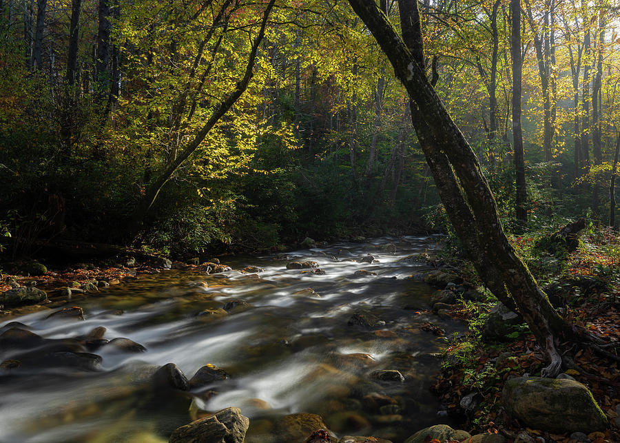 Pisgah National Forest Morning Gold Photograph by Donnie Whitaker