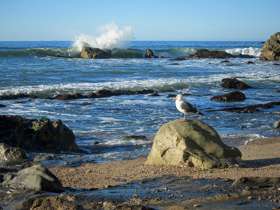 Pismo Beach California Photograph by Mary Lee Dereske